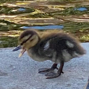 Meet your Posher, Sofia